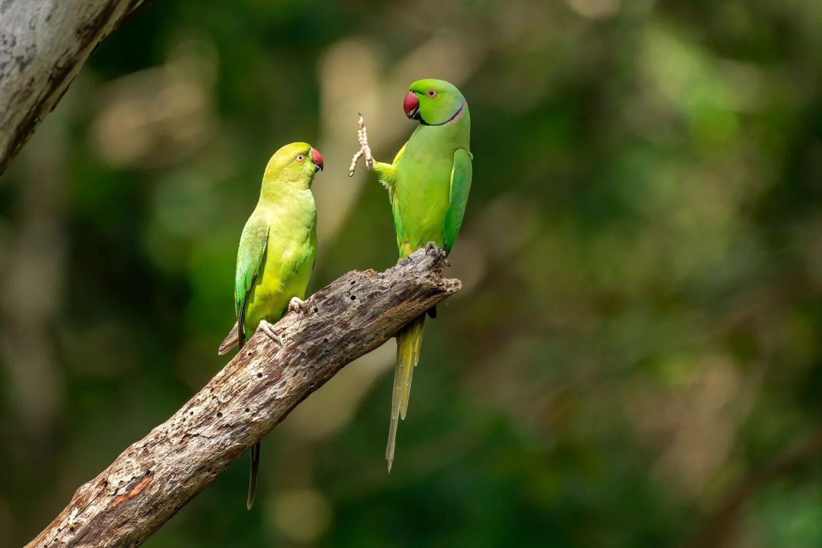 Wildlife photos. Забавные животные. Забавные животные фото. Самые забавные животные. Забавные животные в дикой природе.