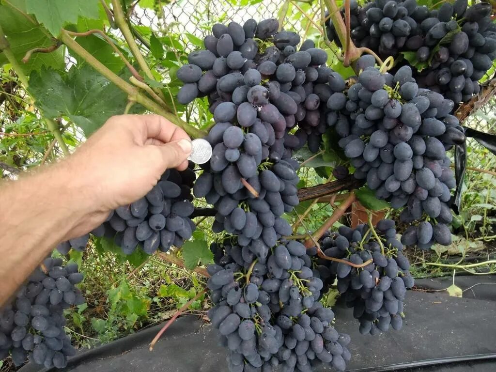 Виноград описание сорта фото отзывы видео. Кишмиш Кодрянка. Сорт винограда Кодрянка. Виноград плодовый Кодрянка. Столовый виноград Кодрянка.