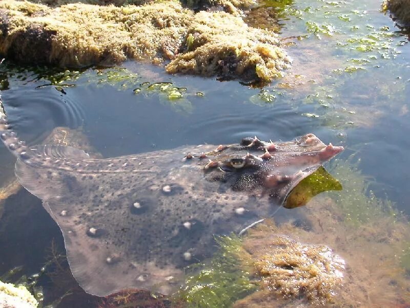 Рыба лиса в черном море фото Рыба морская лисица