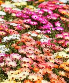 Much flowers