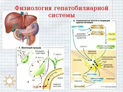 Желчевыводящая система печени