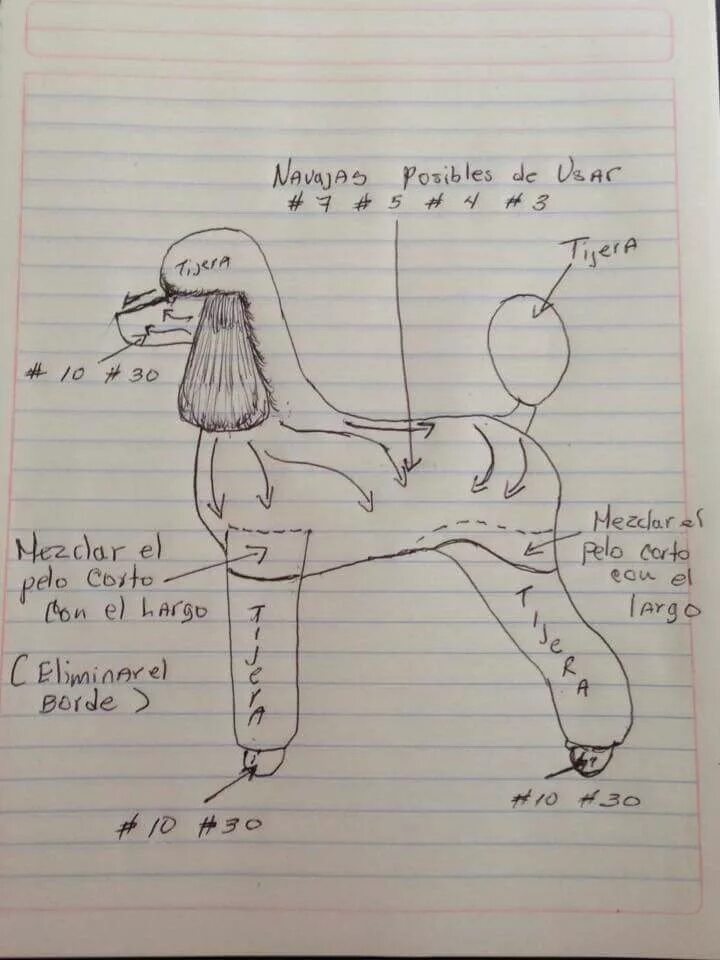 Схема стрижки пуделя Модерн. Стрижка пуделя Лев схема. Схема стрижки пуделя стандарт. Стрижка пуделя Модерн схема стрижки. Схема пуделя