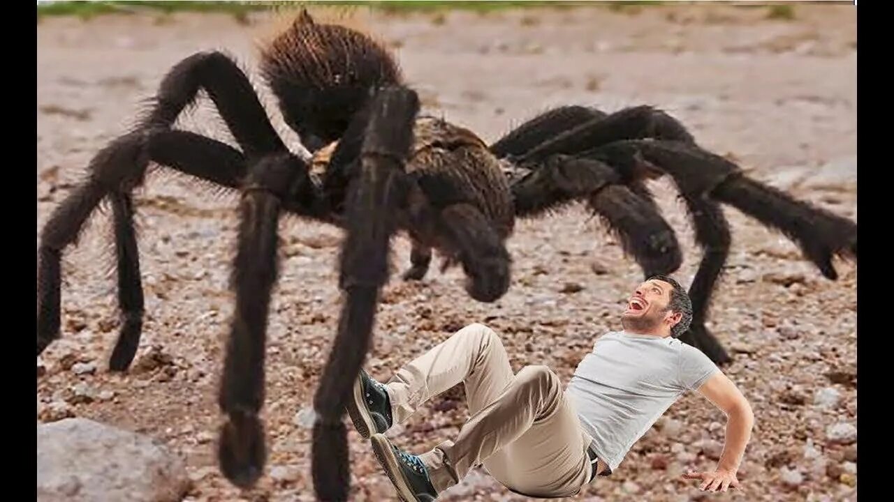 Самый гигантский паук в мире. Тарантул паук ядовитый гигантский. Тарантул Голиаф. Самые большие и страшные пауки.