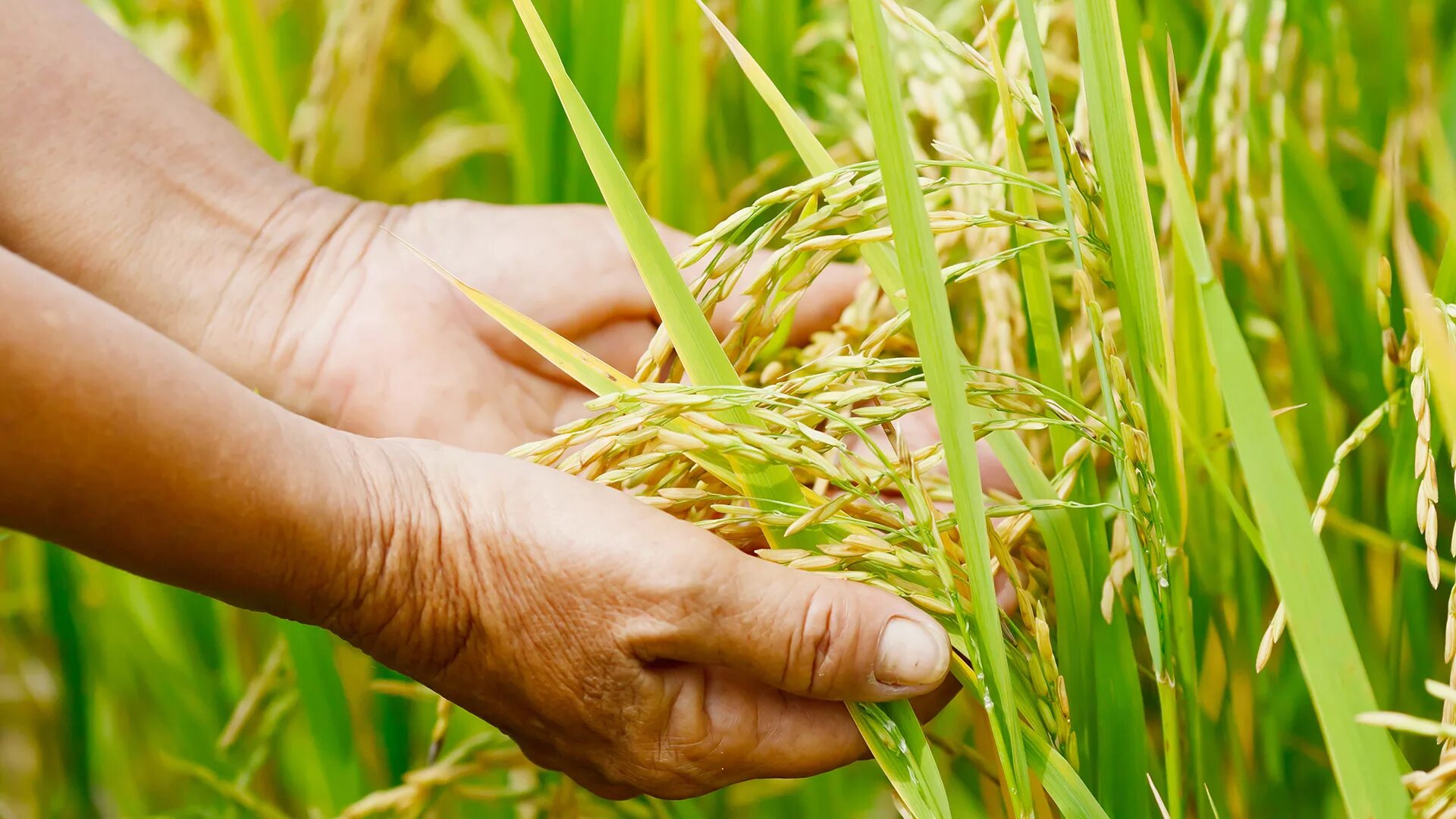 зеленая революция 1960. зеленая революция. зеленая революция. зеленая революция. зеленая революция в сельском хозяйстве.