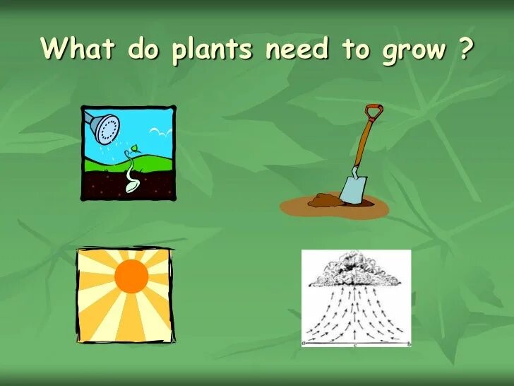 What did you plant. What do plants need. what plants need to grow worksheet. elements need for plants to grow. what do the plants grow.