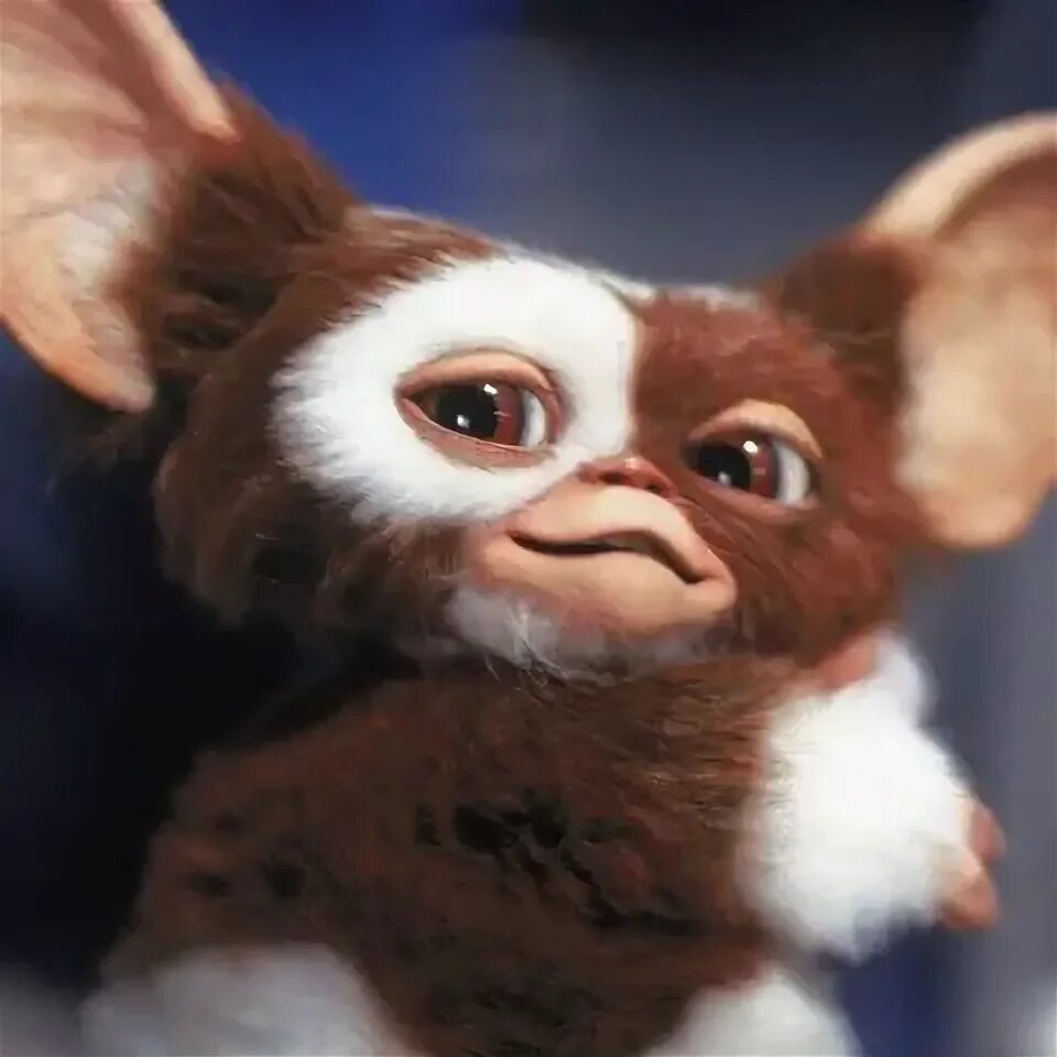 Pin by Nikki Hackett on Nerd Files 90s movies, Gremlins, Animals