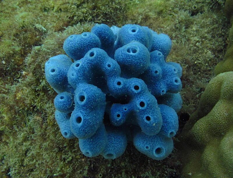 Coral blue. Голубой коралл Акори. Коралловые полипы голубой коралл. Круглые кораллы. Трубчатые кораллы.