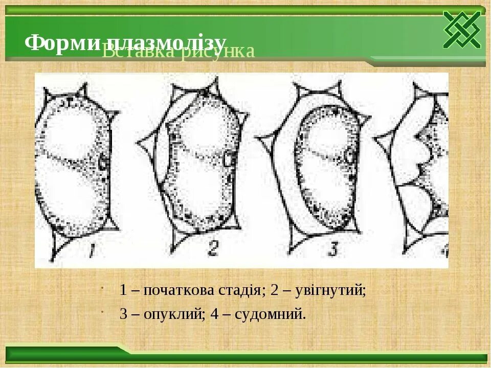 Наблюдение за плазмолизом в клетках. Плазмолиз растительной клетки. Плазмолиз и деплазмолиз. Стадии плазмолиза.