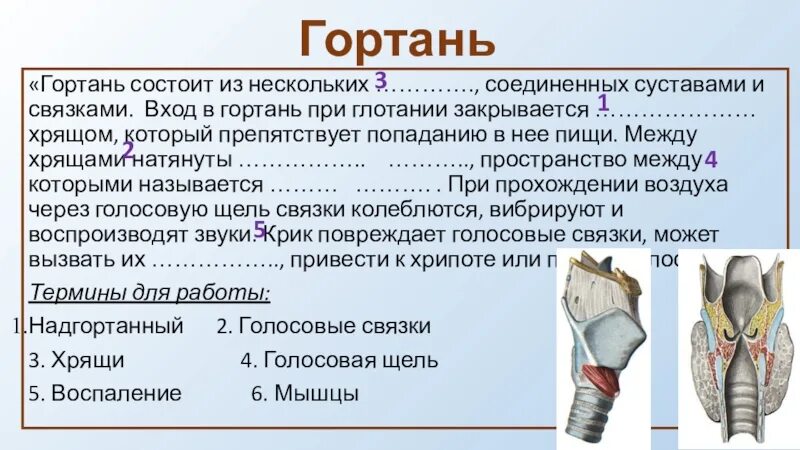 Основание состоит из несколько. Гортань состоит. гортань 8 класс.