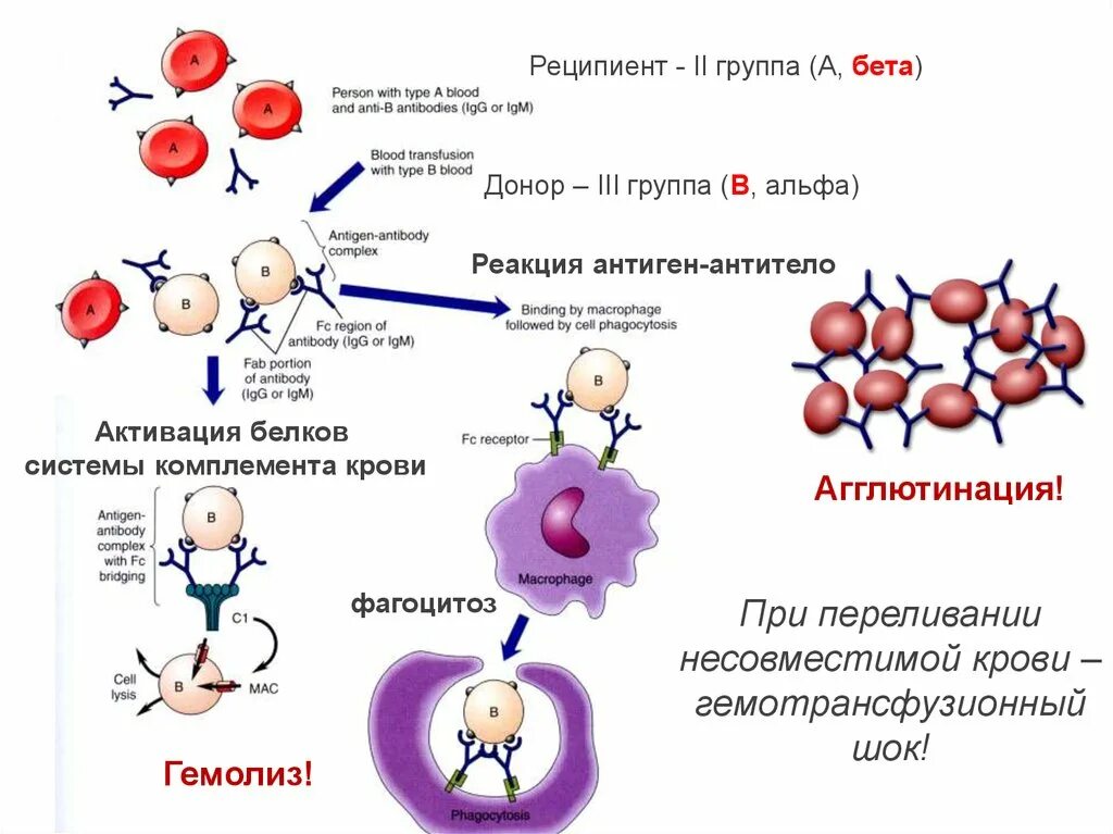 Гемолиз развивающийся при переливании несовместимой крови. Реципиент крови. Реакция иммунного гемолиза. Аллергические реакции при гемотрансфузии. Антитела после переливания крови