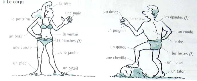 Француз часть. Части тела на французском языке. Части тела человека на французском языке. Тело человека на французском. Тело на французском языке.