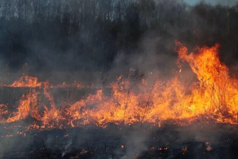 Огонь добирался до сухого куста. Лесной пожар фото. Палы сухой травы. Травяной пожар 2010. Лесные пожары.