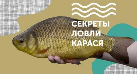 Какие вкусы любит карась