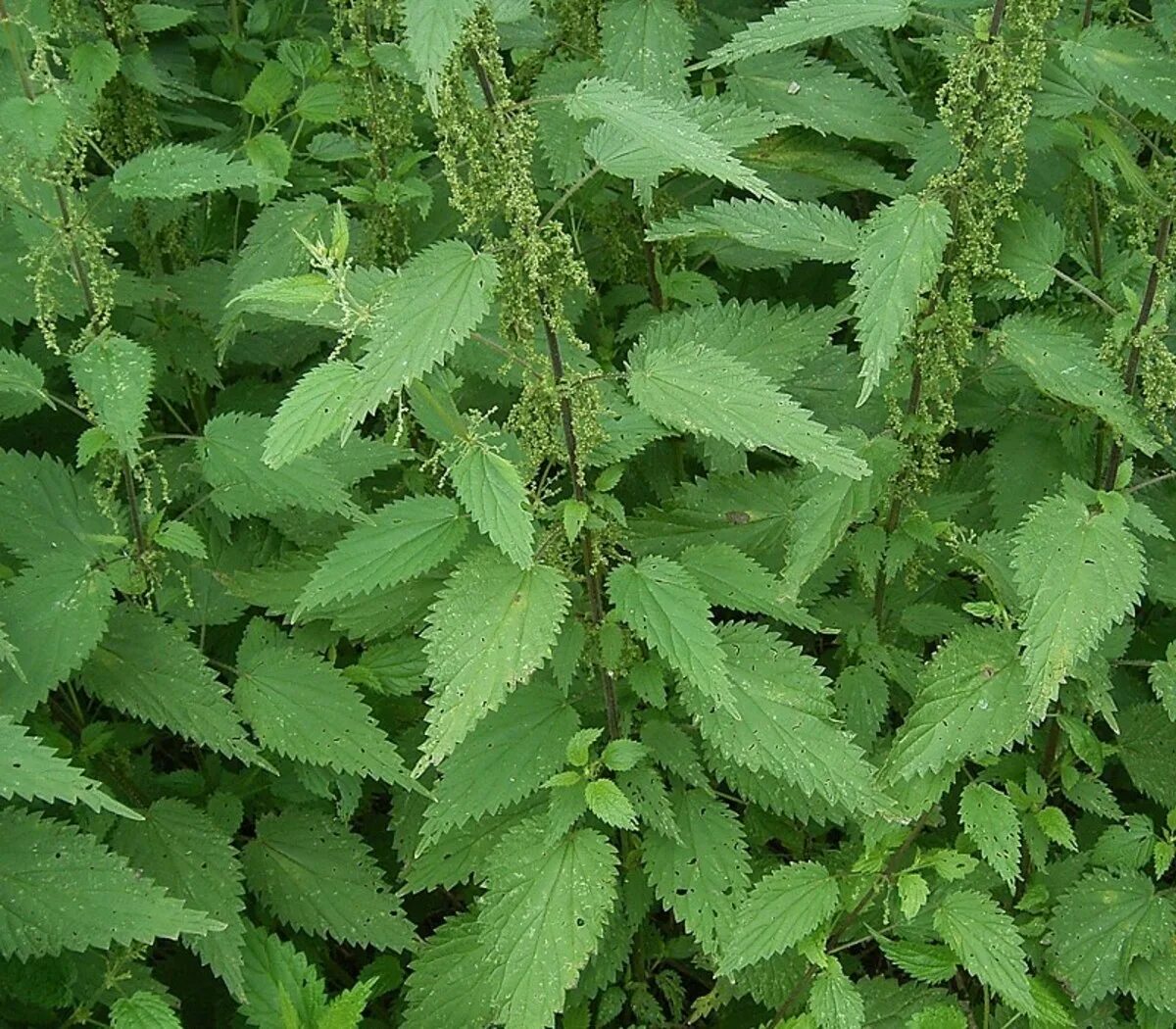 Какая крапива двудомная. Крапива (Urtica dioica). Крапива двудомная (Urtica dioica). Крапива двудомная (Urtica dioica l.). Крапива двудомная (Urtíca dióica).