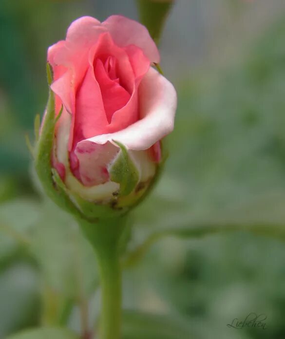 роза полубутон. бутон голландской розы. распустившаяся роза. раскрыть бутоны роз. нераспустившийся бутон.