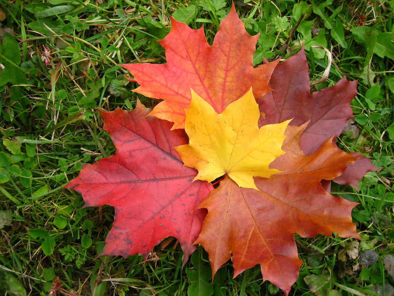 Листья клена 7. Кленовый лист. Осенний листок. Листики осень. Цвет кленовых листьев.