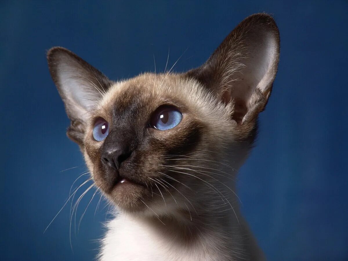 Как выглядят кошки породы. Балинезийская кошка. Сиамская кошка. Порода кошек сиамские коты. Сиамская порода.