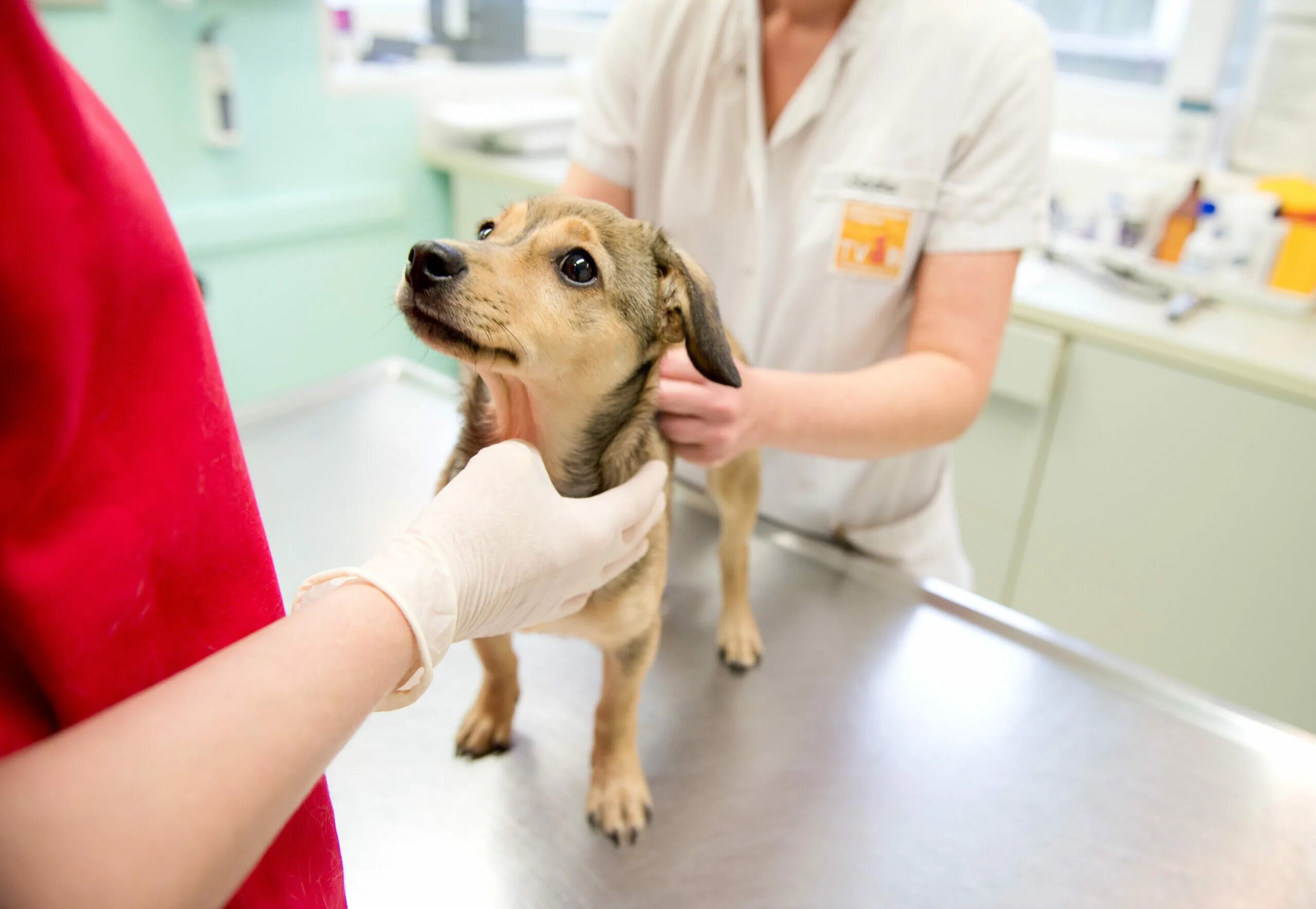 Кастрация и стерилизация собак. Животные в ветеринарной клинике. Стерильное животное