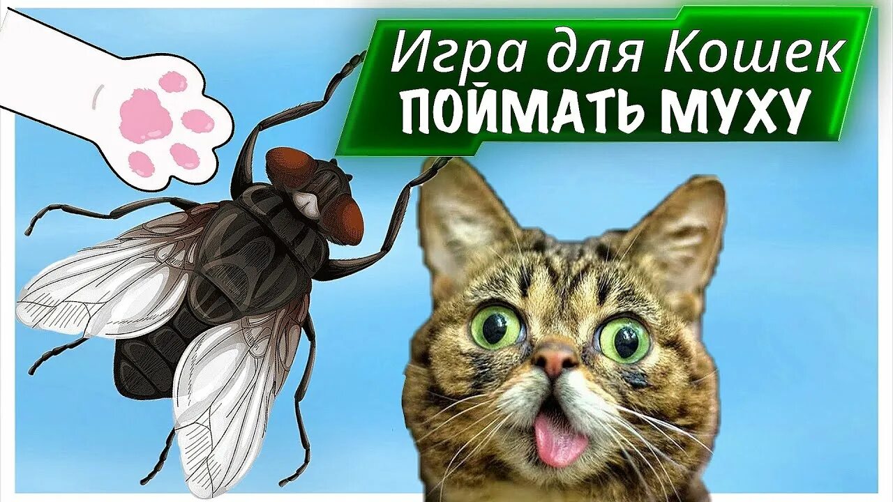 Муха игра для кошек. Муха игрушка для кота. Муха на экране для кошки. Муха на мониторе для кошки. Игра муха для кошек на экране телефона