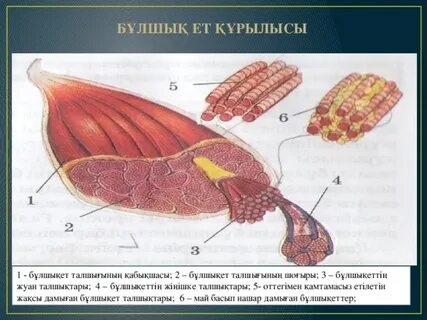 Боргиас телехикаясының эротикалық көріністері
