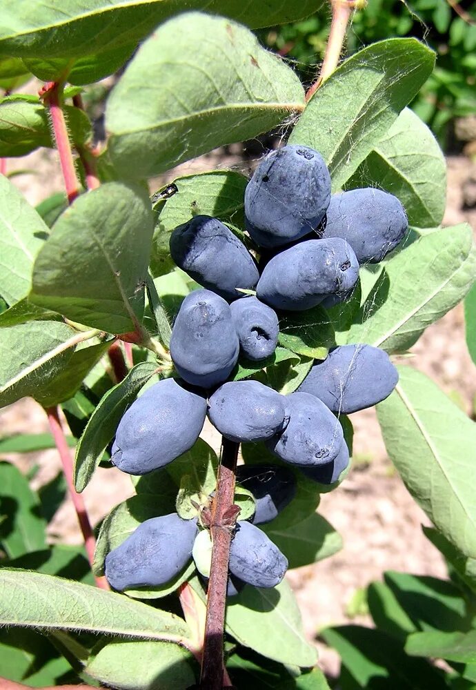 Как выглядит куст жимолости. Жимолость Lonicera edulis. Жимолость съедобная ягода. Жимолость съедобная (Lonicera edulis). Куст жимолости с ягодами.