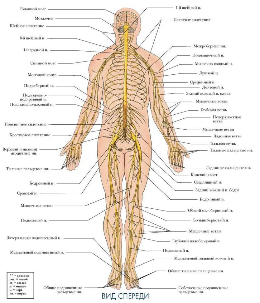 Нервная система человека атлас по анатомии. Строение нервных окончаний человека. Нервная система человека схема. Общая схема строения нервной системы человека. Органы входящие в центральную нервную систему
