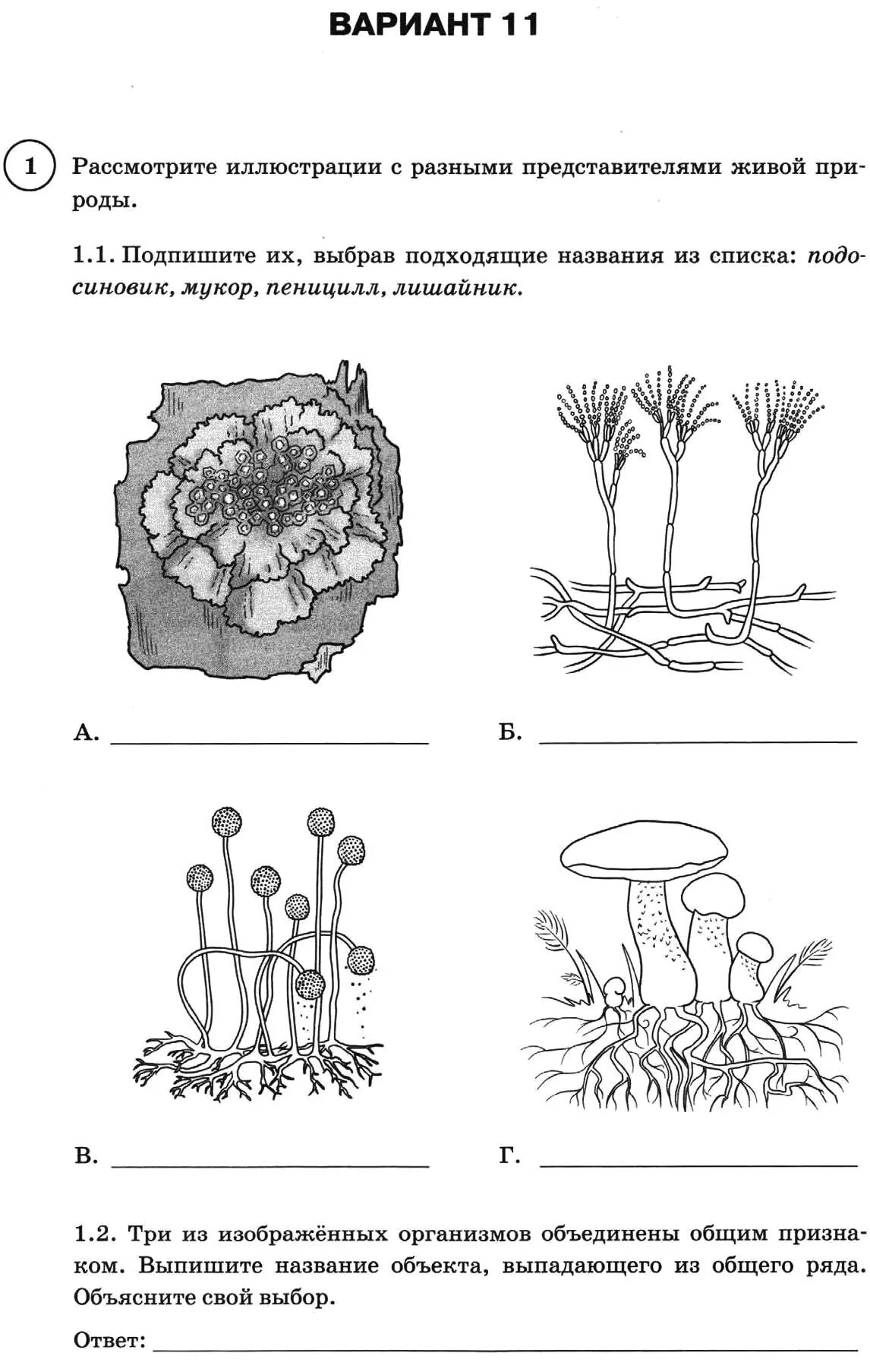 Тест грибы 7 класс с ответами. Задания по биологии. Задания ВПР по биологии 6 класс. Задание по ВПР 6 класс по биологии. ВПР по биологии грибы.