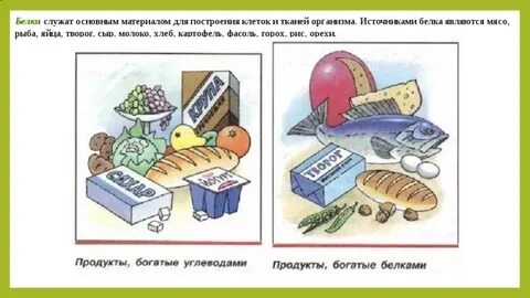 Составь таблицу приведи примеры продуктов богатых углеводами