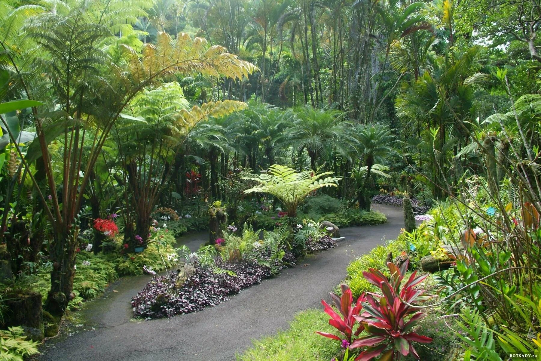 Тропический Ботанический сад Гавайи (. Ботанический сад Мадейры. Отанический сад тропических растений “Синлун”. Нью-йоркский Ботанический сад.