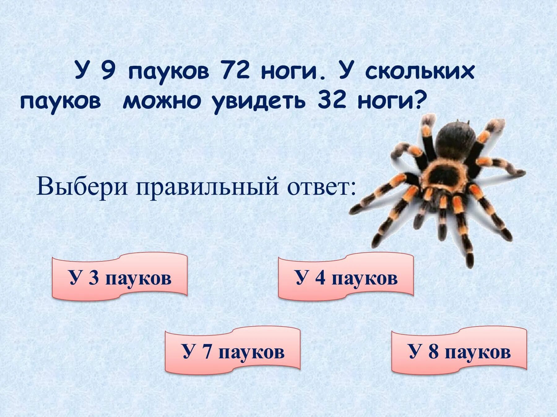 Сколько пары ног у насекомых. Сколько ног у паука. сколько ног у паукообразных. ноги пауков. сколько конечностей у паукообразных.