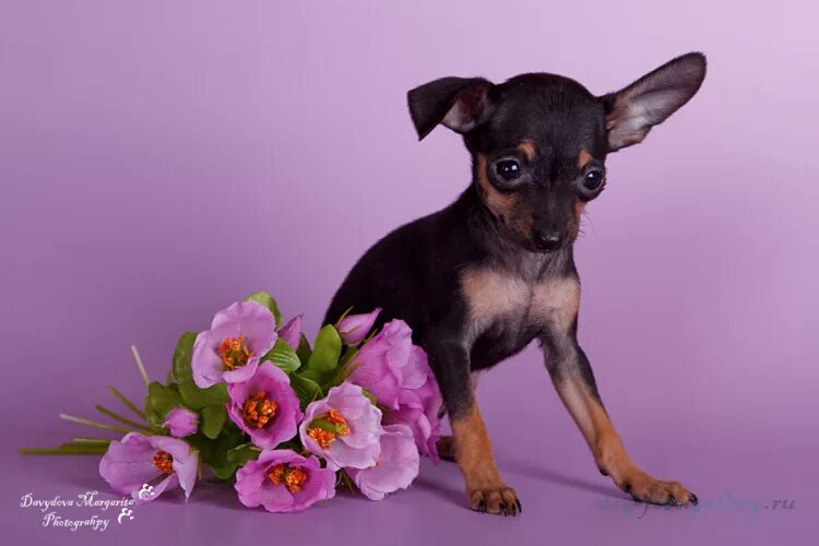 Мини той терьер жизнь. Щенки русского той терьера. Русский той. Ушастый той терьер. Собака русский той терьер мини.