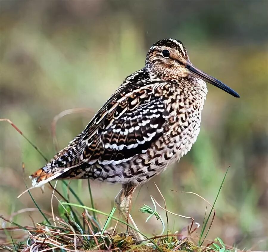 Дупель - Gallinago media