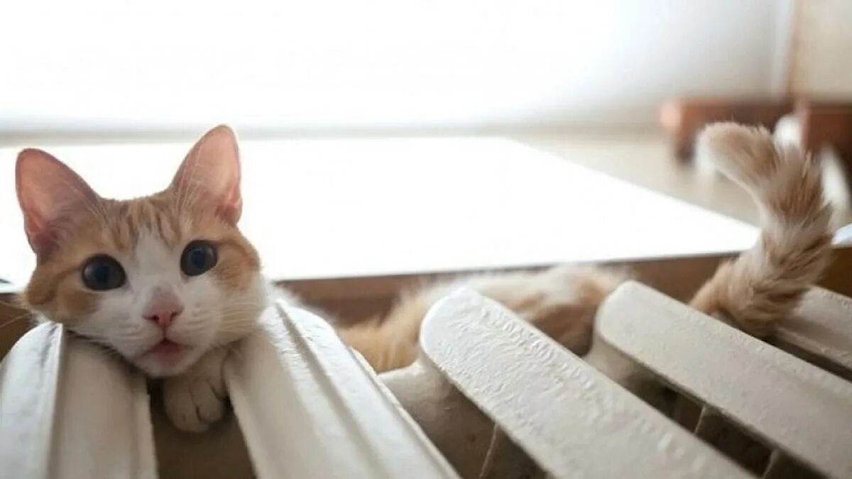 Ура отопление дали. Холодные батареи. Не дали тепло. Нет отопления. Батареи отопления теплые.