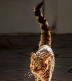 Что делают коты хвостом