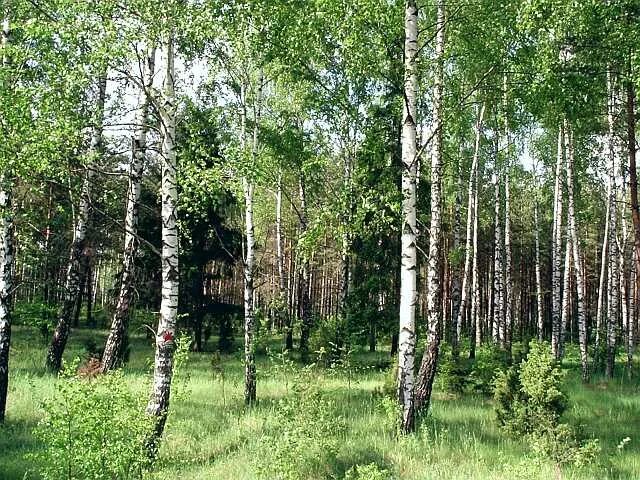 белоствольная береза. 15 берез. березовая роща. 15 берез. 15 берез.