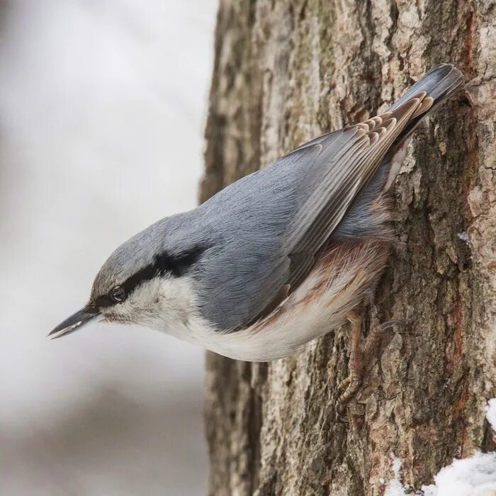 Прлощень обыкновенный. Поползень поползень. Обыкновенный поползень. Как выглядит птица поползень. Как выглядит птица поползень.
