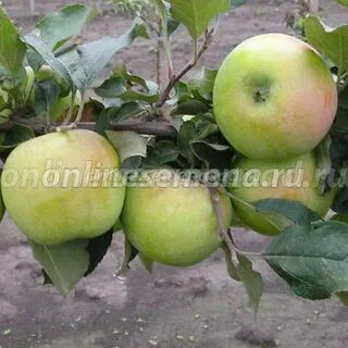 Северные яблони