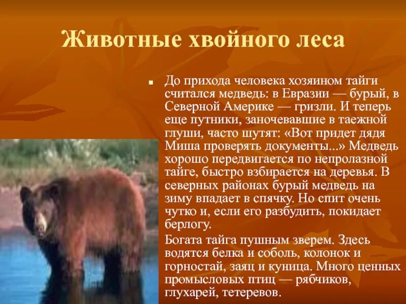 Проект 4 класса животные. Доклад о животных леса. зона хвойных лесов животные. описание животного тайги. животные хвойных лесов россии.