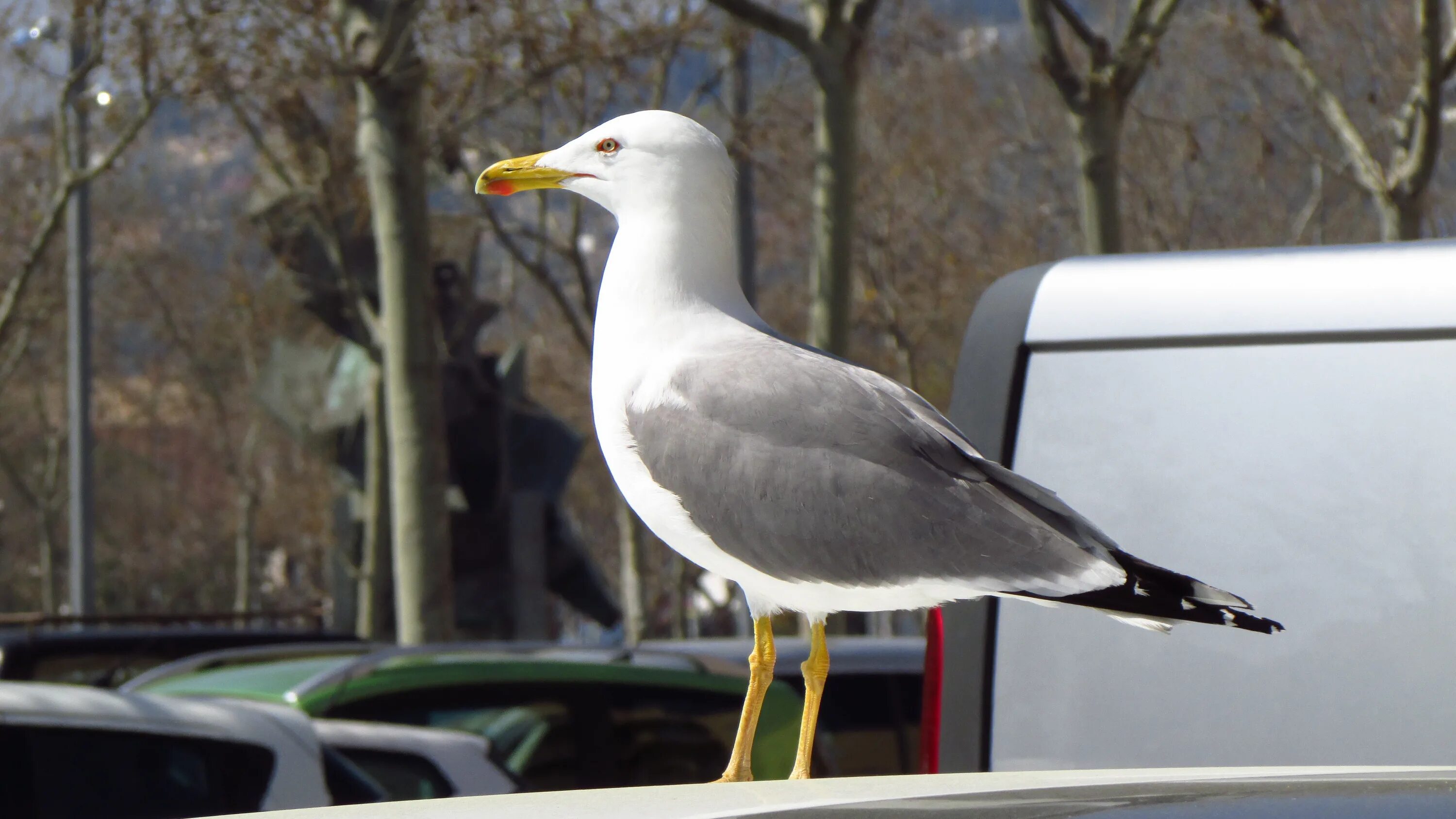 Машина bird. Чайки фото. Чайка птица на Чайке автомобиле. Белая Чайка машина. Seagull машина.