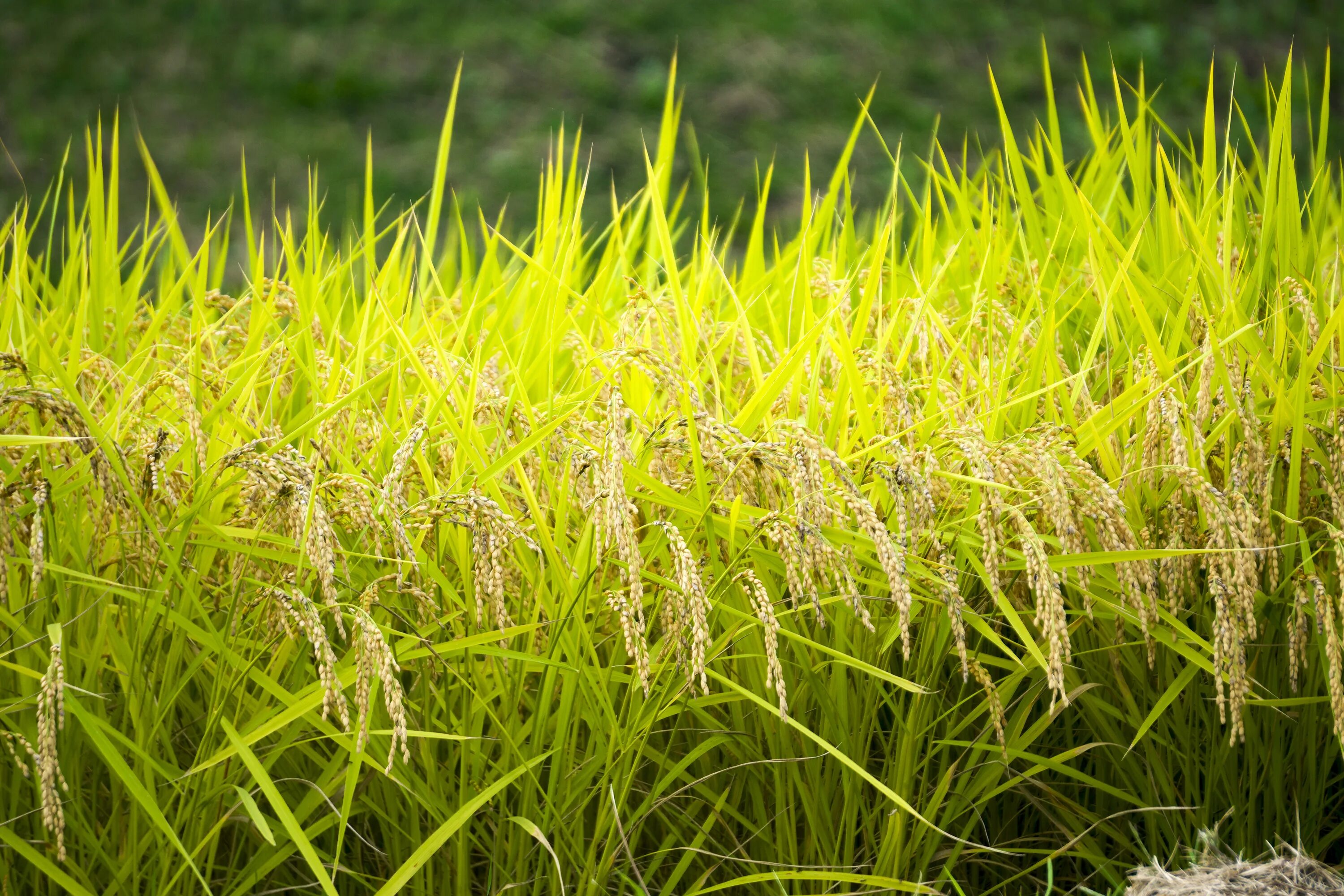 Злаковое место. Монохория на поле риса. Рисовое растение. Рисовые поля растения. Созревший рис.