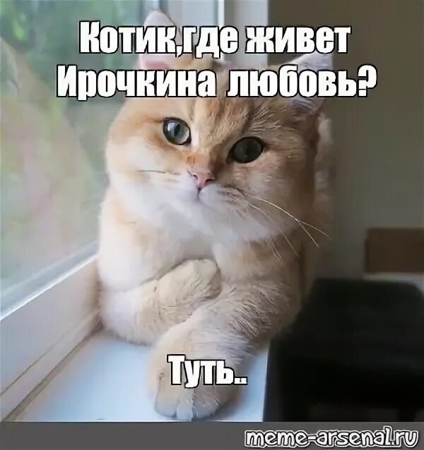 Барханная кошка felis margarita. Морской котик где обитает. Животные пустыни барханный кот. Барханный кот гибрид. Котик где обитает.