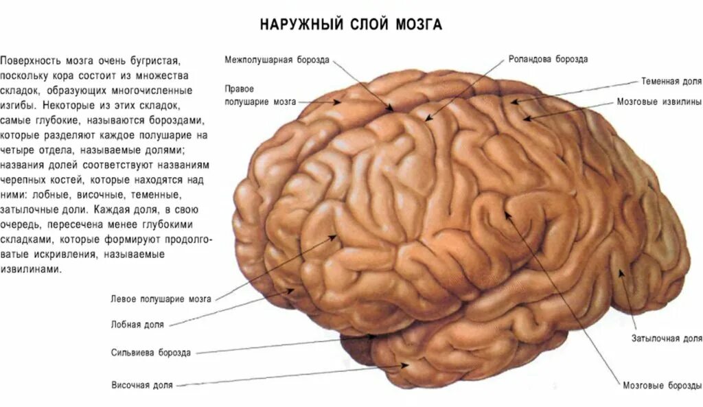 3 слоя мозга. Слои мозга. Мозг снаружи. Кортикальный мозг. Защитные слои мозга.