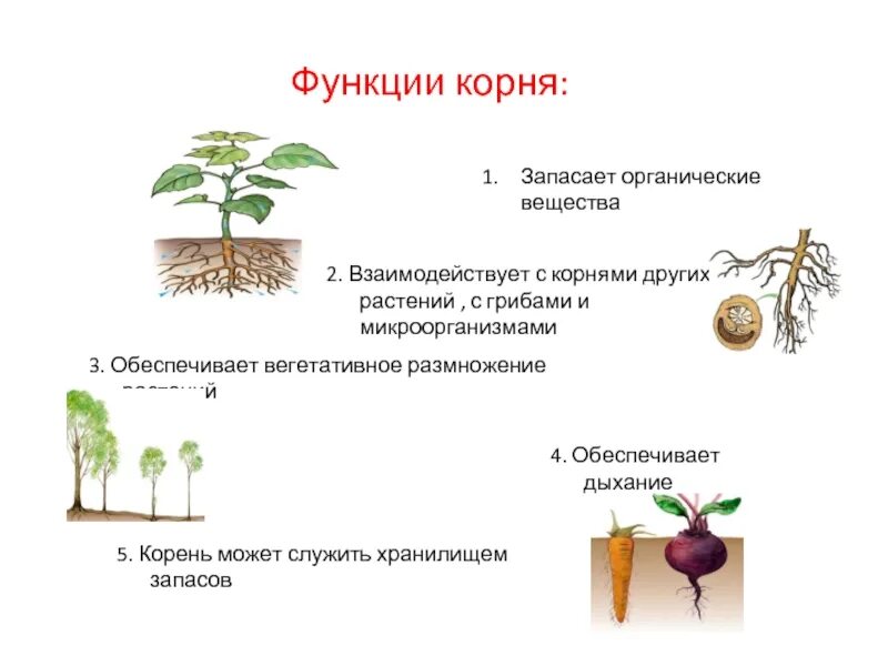 Условия для корня. Функции корня. значение корня в жизни растения. корень функции корня.