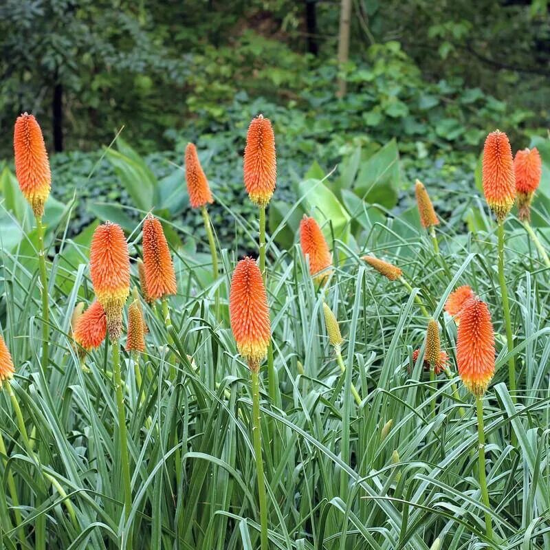 Книфофия Royal Castle. Книфофия Ягодная Тритома. Книфофия Ягодная Royal Castle. Kniphofia uvaria. Книфофия гибридная