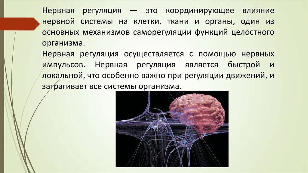 Нервные связи функции. Нервная регуляция. Регуляция функций организма. Органы нервной регуляции. Понятие о нервной регуляции.