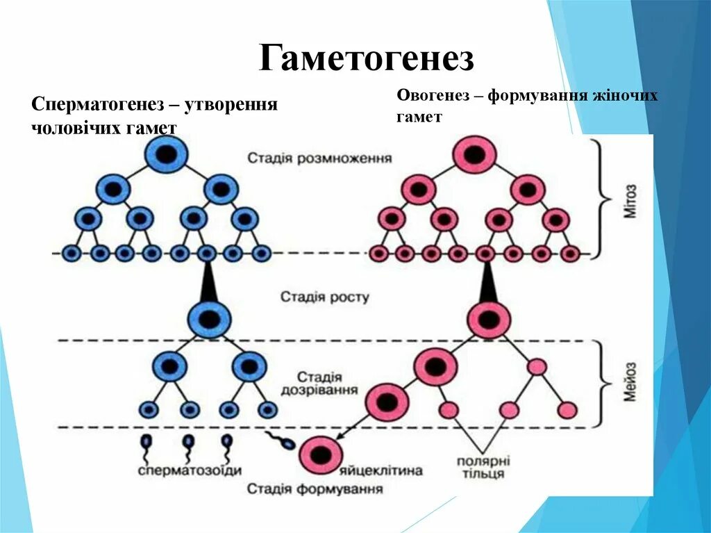 Овогенезом называется. Овогенезом называется