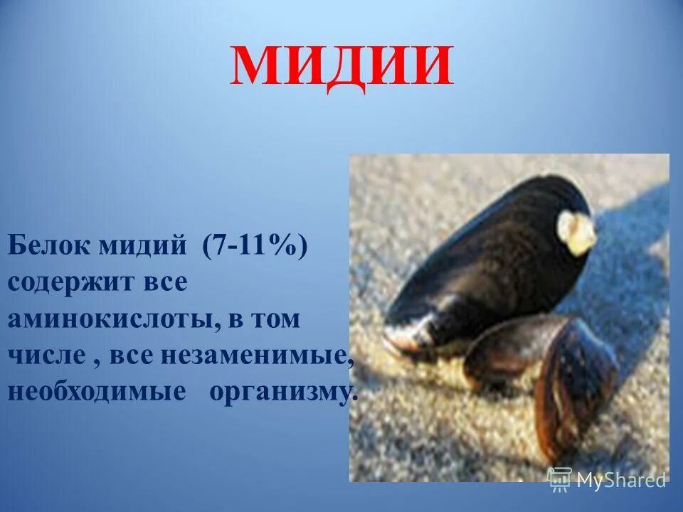 Мидии белок