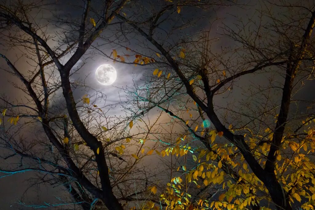 Красивая ноябрьская ночь. Поздняя осень ночь. Осенняя Луна. Осенняя ночь Луна. Полнолуние осень.