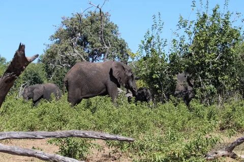 Other africa