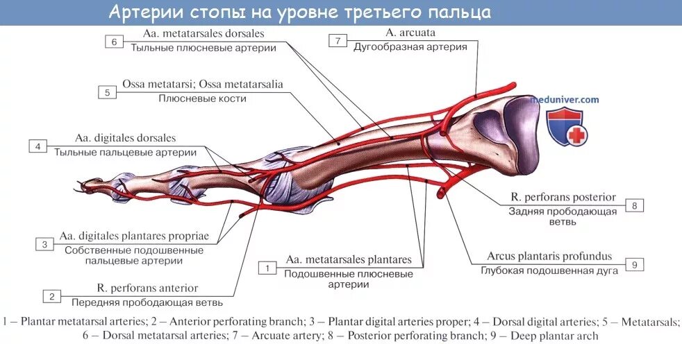 Кровоснабжение голеностопного сустава схема. Тыльная артерия стопы топография. Тыльная артерия стопы анатомия. Артерия тыла стопы анатомия. Основные артерии стопы